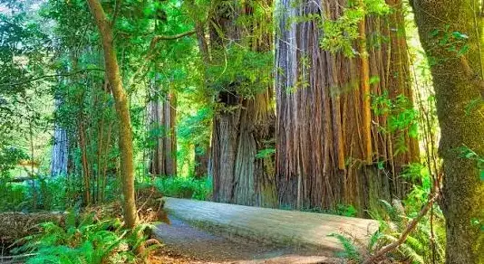 Redwoods National Park